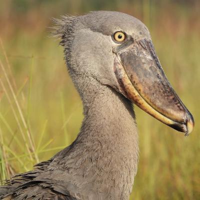 La Radio del Somormujo - Prog 266. Tour Ornitológico por Uganda, con Alfonso Rodrigo y Javier Train La Radio del Somormujo - Prog 266. Tour Ornitológico por Uganda, con Alfonso Rodrigo y Javier Train