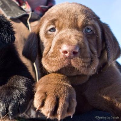 Welcome to the Whelping Box with Pups Now 3 Weeks Old!