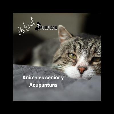 ANIMALES SENIOR Y ACUPUNTURA