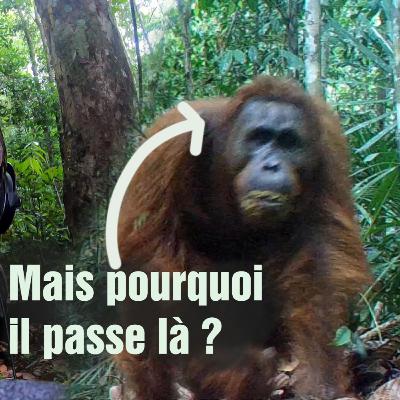 [Ep9] Un Chemin créé et entretenu par les animaux / Vraiment ?