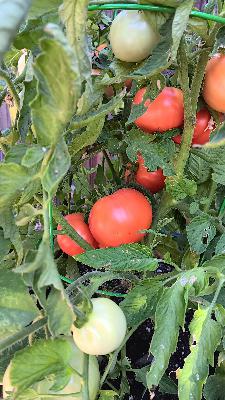 2025 Tomato Review Show...And More!