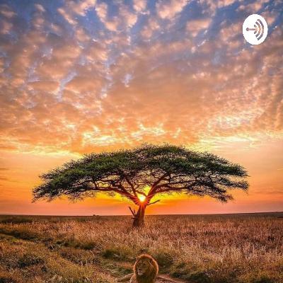 #Poema 12 - Os muros e os gatos 🐱 #Poema 12 - Os muros e os gatos 🐱