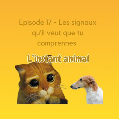 #17 Comprendre ton animal en un regard