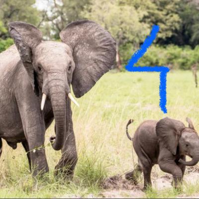 Elephants