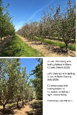 Almond Environmental Bud Failure / Monterey Leafing Failure (2025)