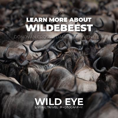 #560 - Learn More About Wildebeest