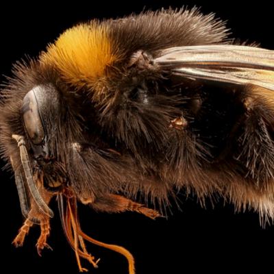 Smarthropods: Cognition in Insects (Ep 46)