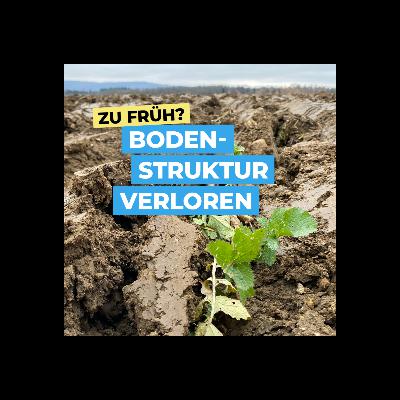 Zwischenfrucht zu früh einarbeiten = Bodenstruktur verloren