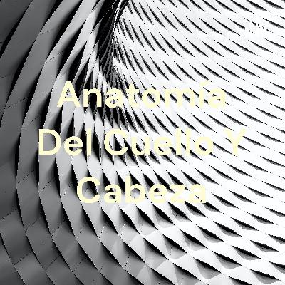 Anatomía del cuello y cabeza