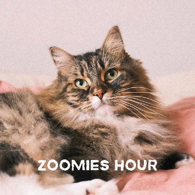 #031 猫界隈でモヤること #031 猫界隈でモヤること