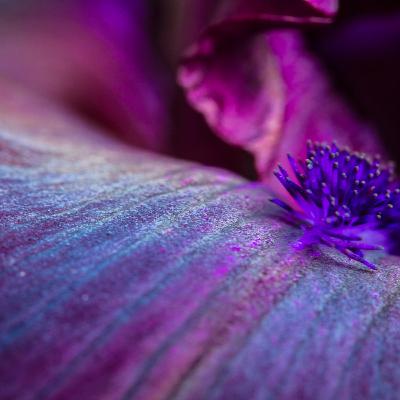 Arcturian Violet Dragon Psychotherapy Healing