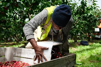 Seasonal workers schemes are disrupting the agriculture sector in Pacific Islands