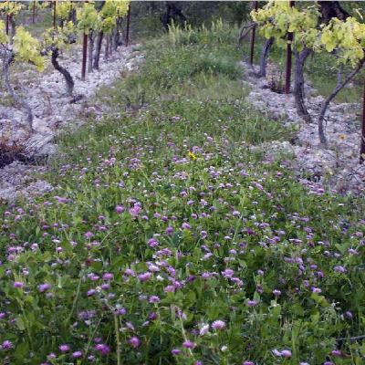 El viñedo ecológico El viñedo ecológico