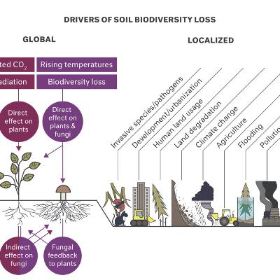 Passport to Kingdom Fungi Audio Book (Unofficial): Chapter 10 Responsibility to Nature