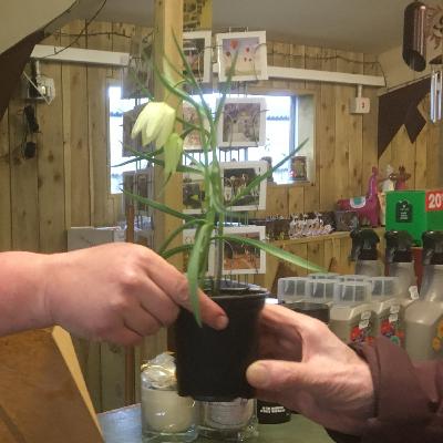 Staying Indoors, Staying Sane: Gardening is better than therapy - and you get to keep the tomatoes 17th March 2020