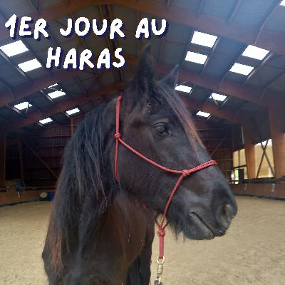 16. Vlog - Une semaine au Haras Alegria - 1er jour 16. Vlog - Une semaine au Haras Alegria - 1er jour