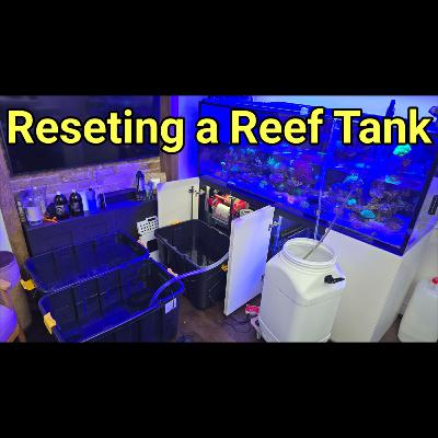 Demystifying the "Reefing Reset": When and How to Safely Restart Your Tank | The Prestige Reef Dork Show Ep 120