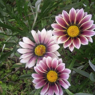 Gratitudes ♡ The Immanent