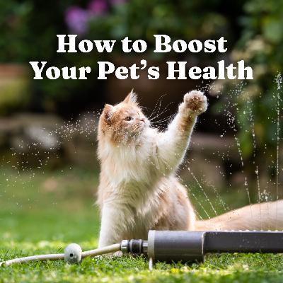 How to Boost Your Pet’s Health