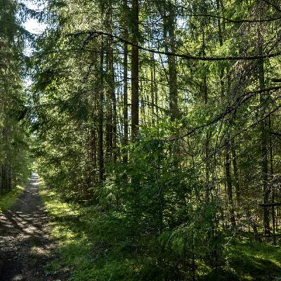 Skogsägare väljer bort monokulturer för att rädda biologisk mångfald Skogsägare väljer bort monokulturer för att rädda biologisk mångfald