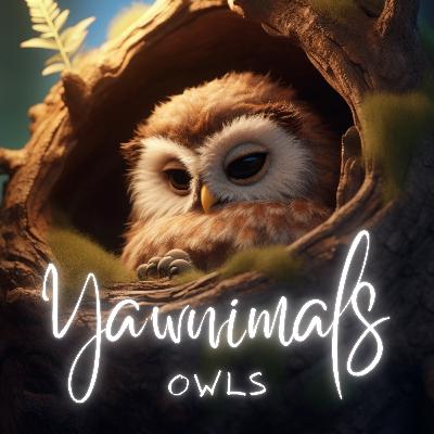Owls 🦉
