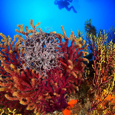 Planeta Vivo - La Biomarató batiendo récords - 03/12/25 Planeta Vivo - La Biomarató batiendo récords - 03/12/25