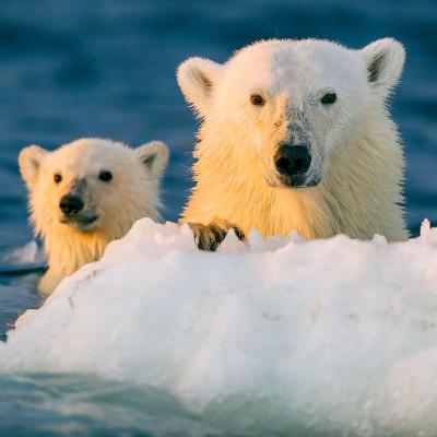 S3:E1 - HOW WE CAN SAVE THE ARCTIC