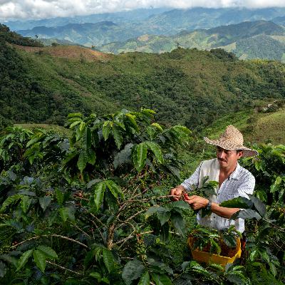 Belleza cafetera