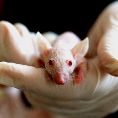 Science Current: Night Vision Mice, Wireless Babies, Skin Printers, & Forward Footed Apes Science Current: Night Vision Mice, Wireless Babies, Skin Printers, & Forward Footed Apes