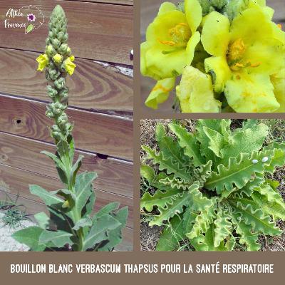 Bouillon blanc Verbascum thapsus pour la santé respiratoire