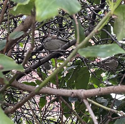 Hedge full of birds, Regent’s Canal towpath, London, UK on 20th March 2026 – by Eleanor McDowall