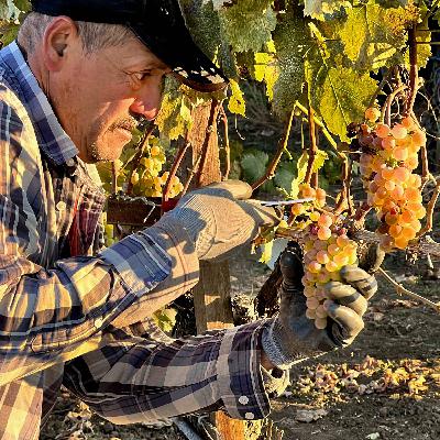 Harvest Report 2025 from Troon Vineyard Harvest Report 2025 from Troon Vineyard