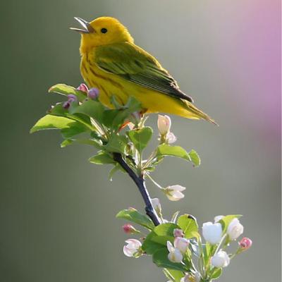 El canto de los pájaros