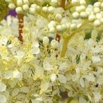 Naturefile - Meadowsweet