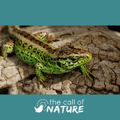 Episode 12 "Sand Lizards and Space Piglets"