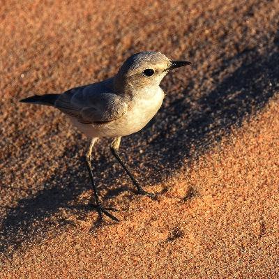 [ 廣東話心靈片語 - 得勝有餘 ]..... 試煉 | 逼迫 | 屬靈爭戰 | 撒但 | 非利士人 | 叫福音興旺 | 基督的香氣 | 你聽我講