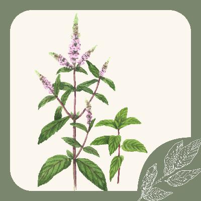 Herb Notes: Peppermint– A Digestive Soother, Nervous System Ally, And Natural Pain Reliever