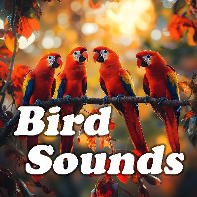 Forest Wings of Peace: Tranquil Bird Sounds