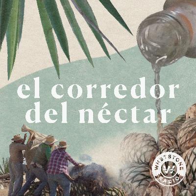 Mezcal: Es un todo