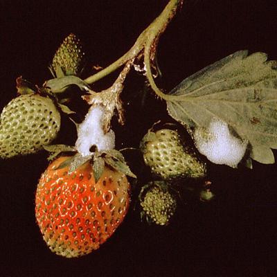 Pornhub Theme Song, “Strawberry Secretion” or “Lemon Pepper Wet Nurse”?🤔