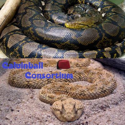 Bestiaire des Besties 29 - Le python réticulé et la vipère à cornes