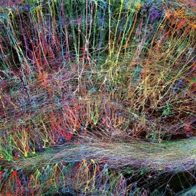 14: Mapping the brain to understand the physical storage of knowledge 14: Mapping the brain to understand the physical storage of knowledge