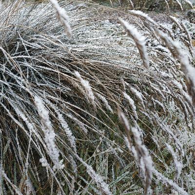 Осенние заморозки
