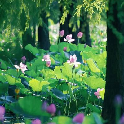 Podcast Mỗi Ngày - Bình Yên Có Ở Đâu? (Tập 31) Podcast Mỗi Ngày - Bình Yên Có Ở Đâu? (Tập 31)