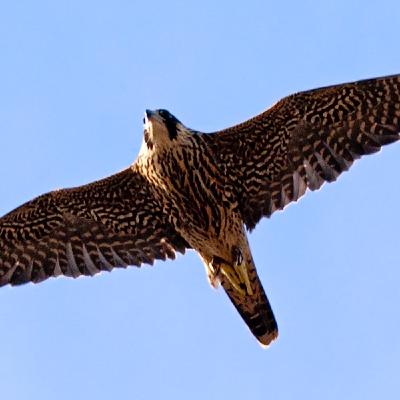 El vuelo del halcón