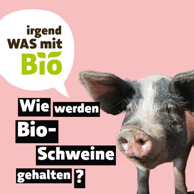 65 - Wie werden Bio-Schweine gehalten?