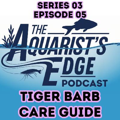 Tiger Barb Care Guide Tiger Barb Care Guide