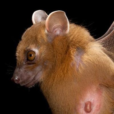 Batsover Part II - Bat Tales, Bat Boobs and Bat Moms