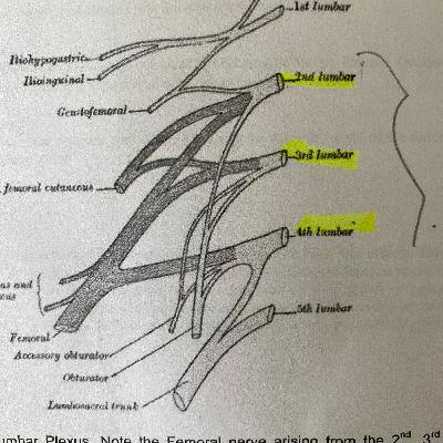 Femoral nerve anatomy FRCA