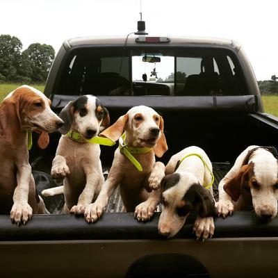 Episode 88: Deer Hound Raising